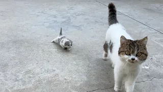 The 21-day-old calico cat tried crawling outdoors for the first time! This speed is okay! !