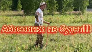 АБИССИНСКАЯ СКВАЖИНА НЕ ПОЛУЧИТСЯ!!!СОСЕДИ ОБМАНУЛИ