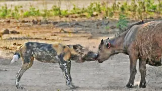 2 Buffalo Calves Try Fighting off Wild Dogs