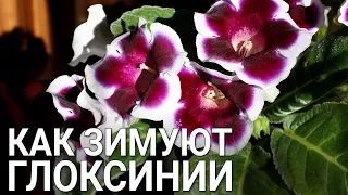 Как зимуют глоксинии