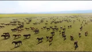 Scene of Numerous Horses Running Amazes Tourists in Northwest China's Xinjiang