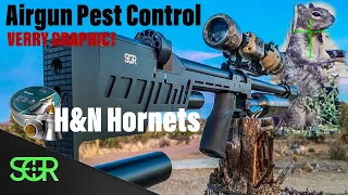 Airgun PEST Control - Squirrel Infestation - RTI Prophet Performance .22 + H&N Hornets go SMACKING!