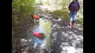 Cooling off in the puddle