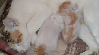 Kind Mother Cat Adopted Two Abandon Kittens And Giving Them Mother Feed