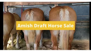 Amish Draft Horse Sale 2021