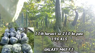 Ampalaya farming || bittergourd || 11th harvest GALAXY MAX F1