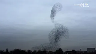 Flight Of The Starlings Watch The Beautiful Phenomenon