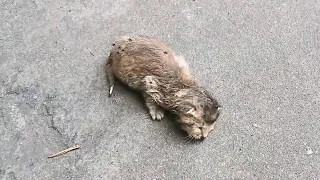 The abandoned kitten, crying next to the trash, was taken home and carefully nurtured to grow.❤️