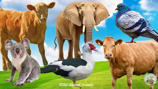 Farm Animal Sounds: Duck, Calf, Koala, Pigeon, Bear, Elephant, Goose - Music For Relax