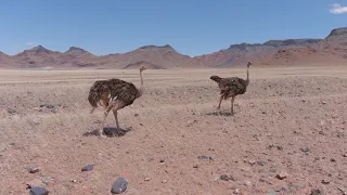 Намибия, съемка диких животных с дрона. Oryx, Springbok, страусы...