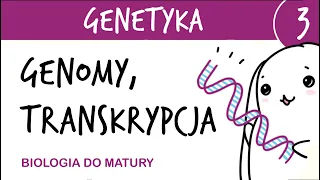 Genetyka 3 - Genomy - porównanie, transkrypcja - matura z biologii rozszerzona, liceum