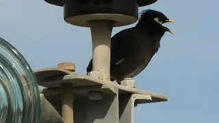 Скворец Майна поет песни птиц на высоковольтном столбе 🐦 Myna Starling sings songs of birds 😸 Funny