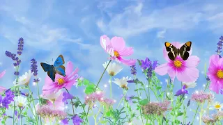 Футаж Анімація Метелики Квіти / Footage Animation Flowers, Butterflies /  #Butterflies #квіти