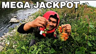 PINAKAMAHAL NA PRUTAS DITO Kulang Pala Makita, Grabeh Nagkalat lang sa Tabi ng ILog Mega jackpot