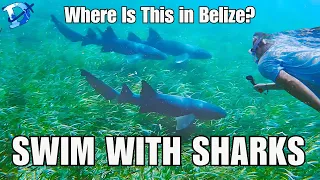 Where to Swim with Sharks in Belize - Shark Ray Alley - Caye Caulker