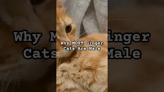 Why MOST Orange Tabby (Ginger) Cats Are Male 🧡💙