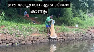 പൊക്കാൻ വയ്യാത്ത ആറ്റുവാളയെ പിടിച്ചപ്പോൾ | kerala cast net fishing night | attuvala village fishing