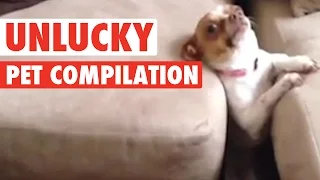 Unlucky Pets || Funny Compilation