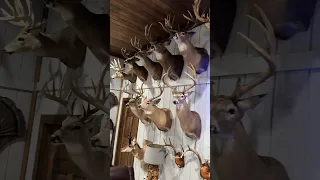 GOT DEER? 🦌