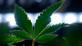 Marijuana's reclassification could have impacts in Pennsylvania