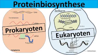 Proteinbiosynthese -  Prokaryoten und Eukaryoten im Vergleich