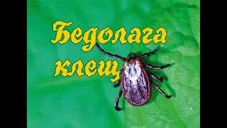 Бедолага клещ