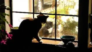 Kitty Drive-By Attack