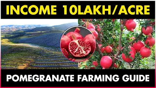 Pomegranate Farming / Pomegranate Cultivation | Planting, Care, Harvesting & Marketing