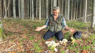 Mushroom fairy tale! New season. Part 1 – Return to the fairy tale of porcini mushrooms.