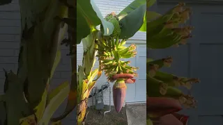 Growing bananas at home