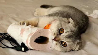 Kitten and torn tissue paper💥 #playfulkitties