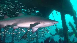 Diving with Sand Tiger Sharks - Morehead City, NC June 2019