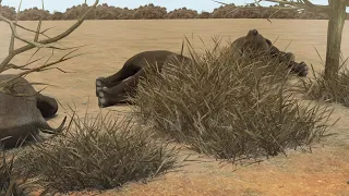 Dozens of elephant carcasses found near Botswana wildlife sanctuary