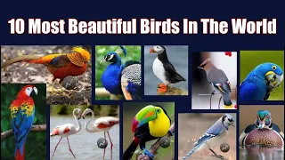 10 Most Beautiful Birds In The World | Explore The World