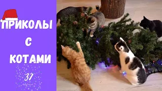 Смешные КОТЫ КОТИКИ КОТЯТА Приколы с животными #37 Видео с Новогодним настроением!