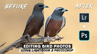 How To Edit Bird Photos Using Lightroom And Photoshop | Advanced Techniques From Start To Finish