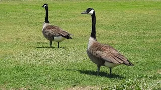 Bernache du Canada 7 - Canadian Goose / Branta canadensis