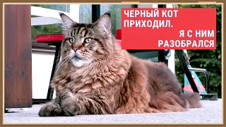 Кот Вилли выпроваживает черного кота!