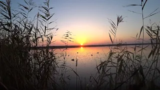 Открытие охоты на утку 2023 в Ростовской области