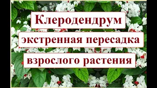 Клеродендрум Томсона. Экстренная пересадка растения. Уснул и не просыпается.