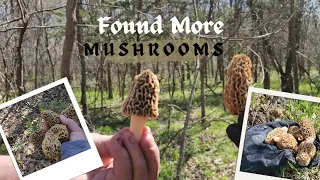 Hunting Morel Mushrooms Day 2