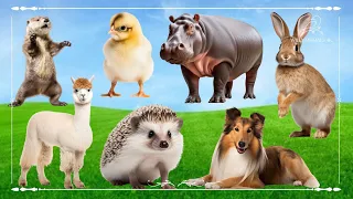 Baby farm animal moments: Otter, Chick, Hippopotamus, Rabbit, Alpaca, Hedgehog & Dog - Animal Sounds