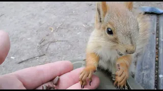 Уже уходил. Когда Мелкий, больной и голодный, сам нашёл меня / Fed a hungry little squirrel