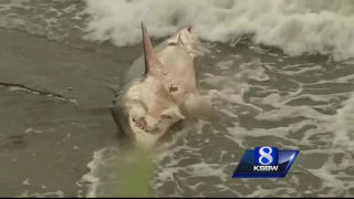 Great white shark caught in the shallow surf at Pleasure Point
