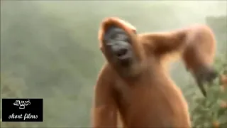 Funny Monkey dance with sinhala song #comedy #comedyvideo #comedia