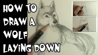 How to draw a wolf laying down