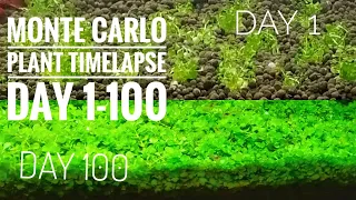 MONTE CARLO CARPETING PLANT TIMELAPSE ||  AQUARIUM CARPET TIMELAPSE VIDEO 4K | MONTE CARLO CARPET