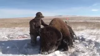 Bowhunt for Giant Buffalo (Warrior - Film) Buffalo Hunt