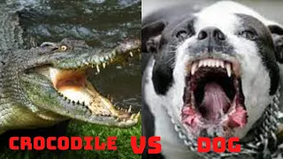 top 5 crocodile attacks dog | Crocodiles attack dogs from underwater, crocodiles kill dogs.