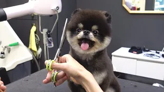 (슈앤트리)포메라니안 곰돌이컷 배냇 미용 / Pomeranian dog first grooming